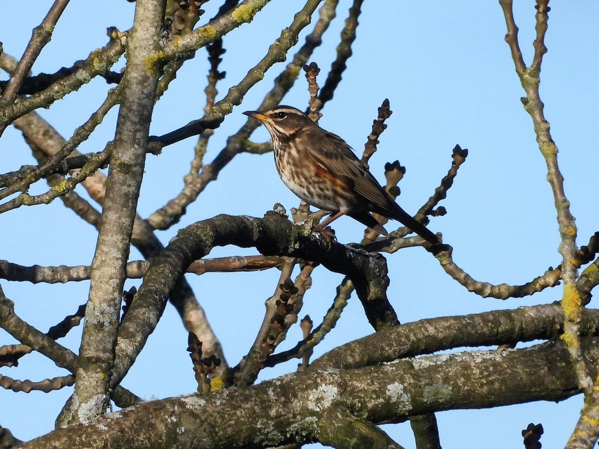 Ellie 🌲🌼🦜 tweet media