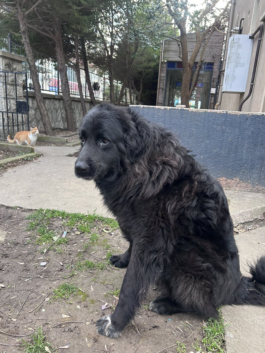 Arzu Erdoğdu tweet media