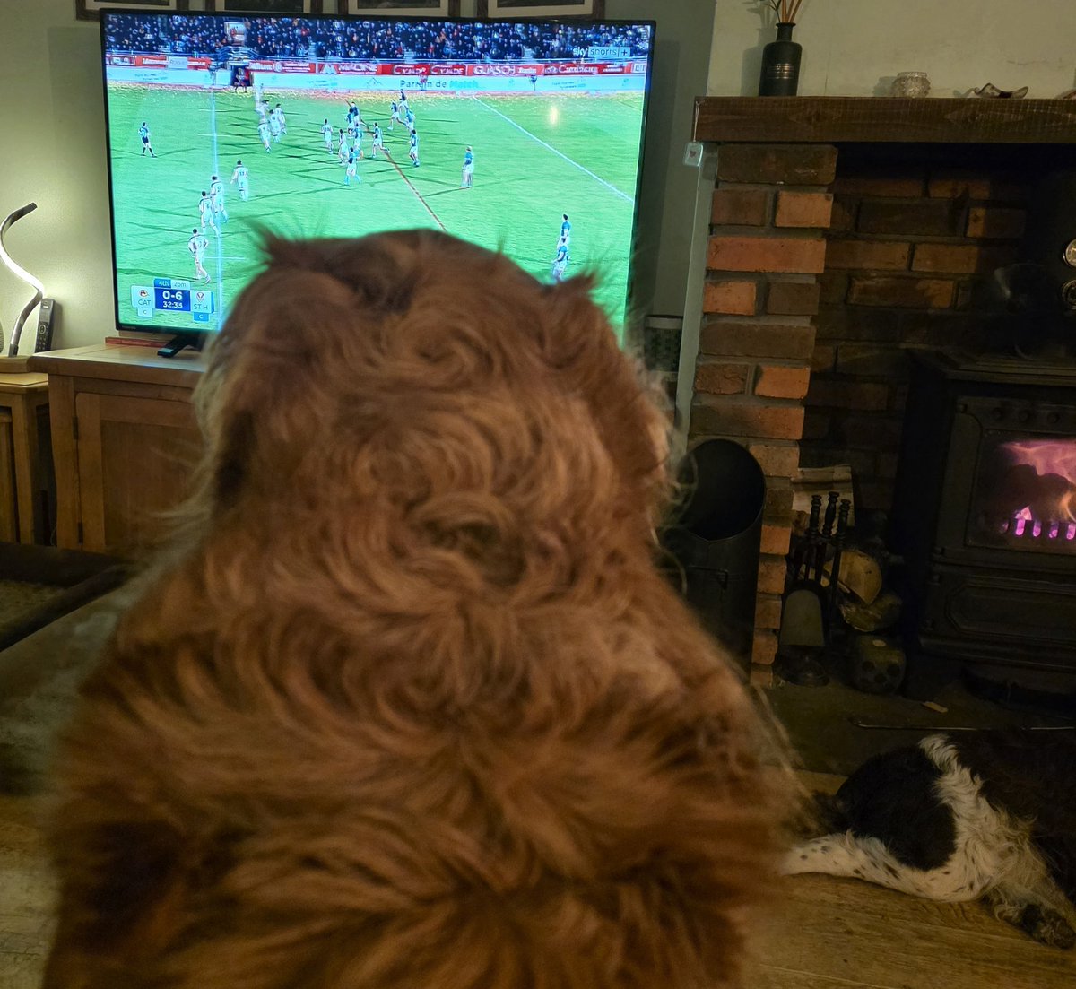 Mrs C's magic settee 🐶🐶🐶🐶🐶🐶🐶🐶🐶🐶🐈‍⬛ tweet media