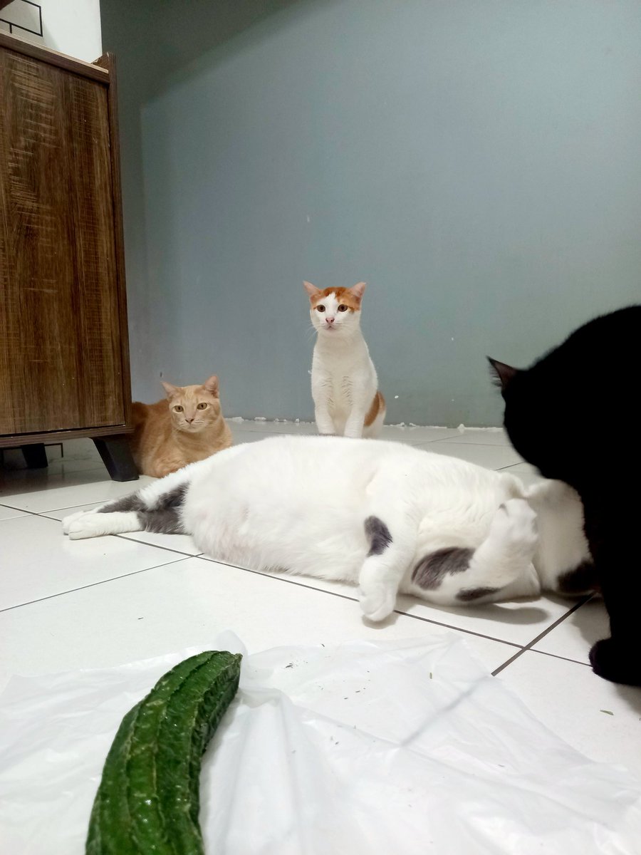 FiskaYenitaFK_'s tweet photo. Tu petolaaaa laaaaaa ko dah kenapa 😭 https://t.co/EEpqoNH49l