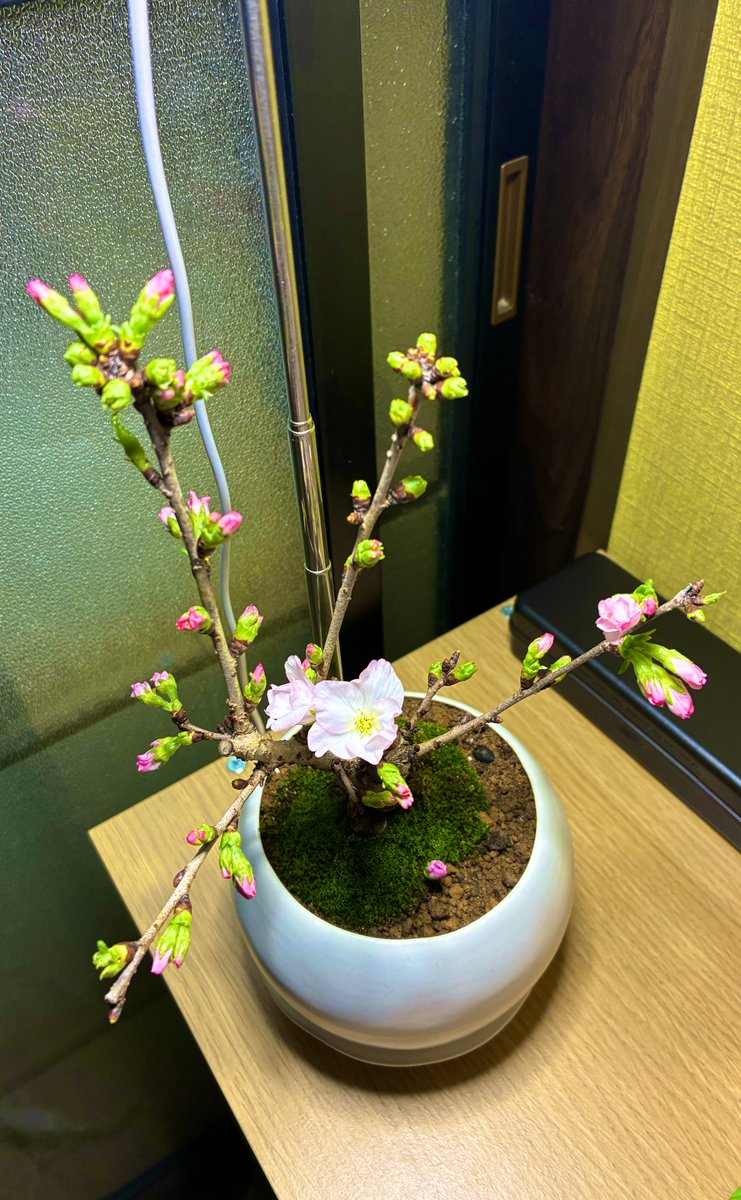 tsukishiro_Kool's tweet photo. 妹の写真の横に置いた桜の盆栽が咲き始めた
桜好きだったから喜んでくれてるといいなぁ
桜増やそうかな… https://t.co/7rg8ckUzuf