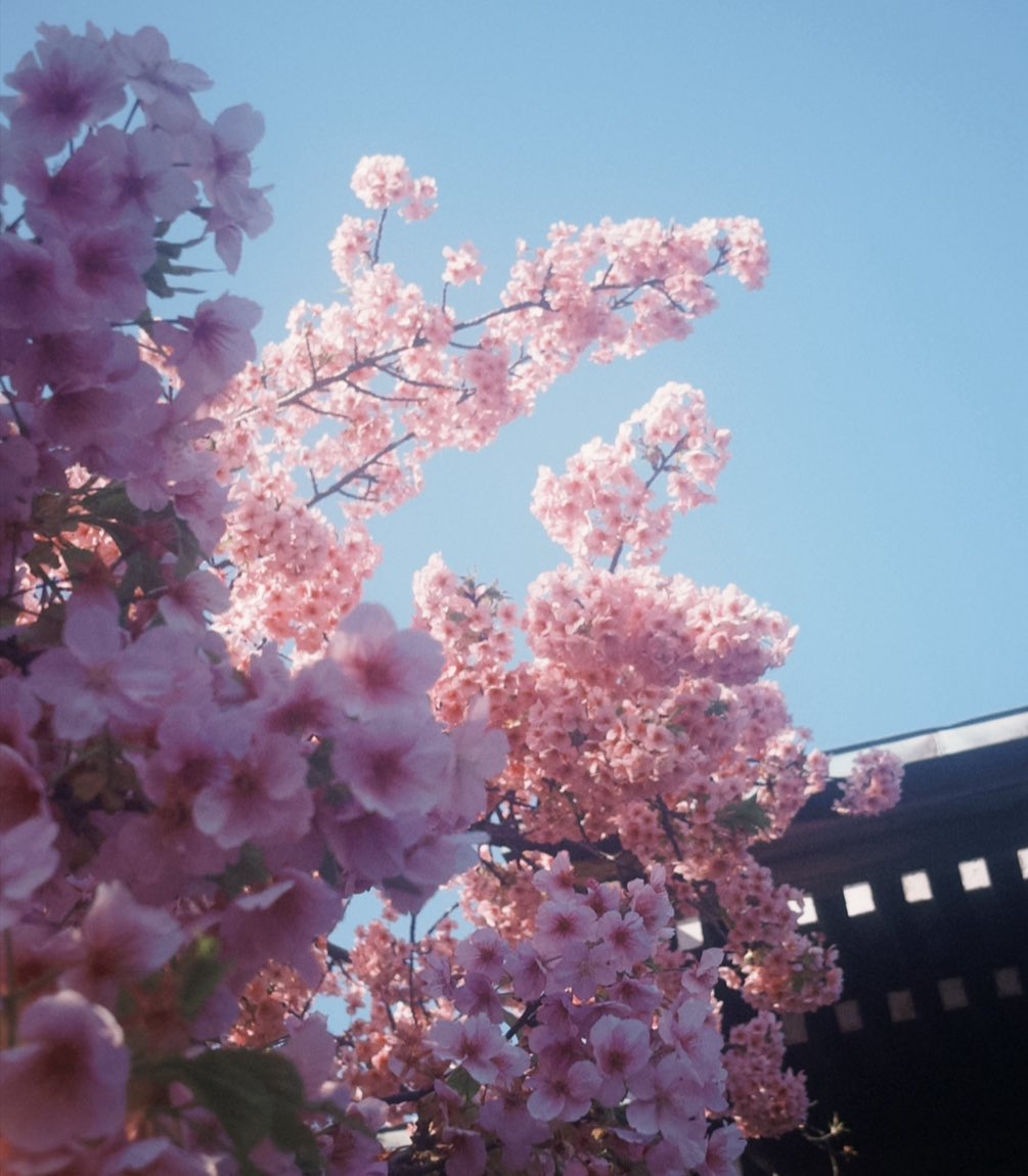 scream_for_'s tweet photo. 3週間前は雪だったのに花粉と桜🤧 https://t.co/0BLAQjo1em