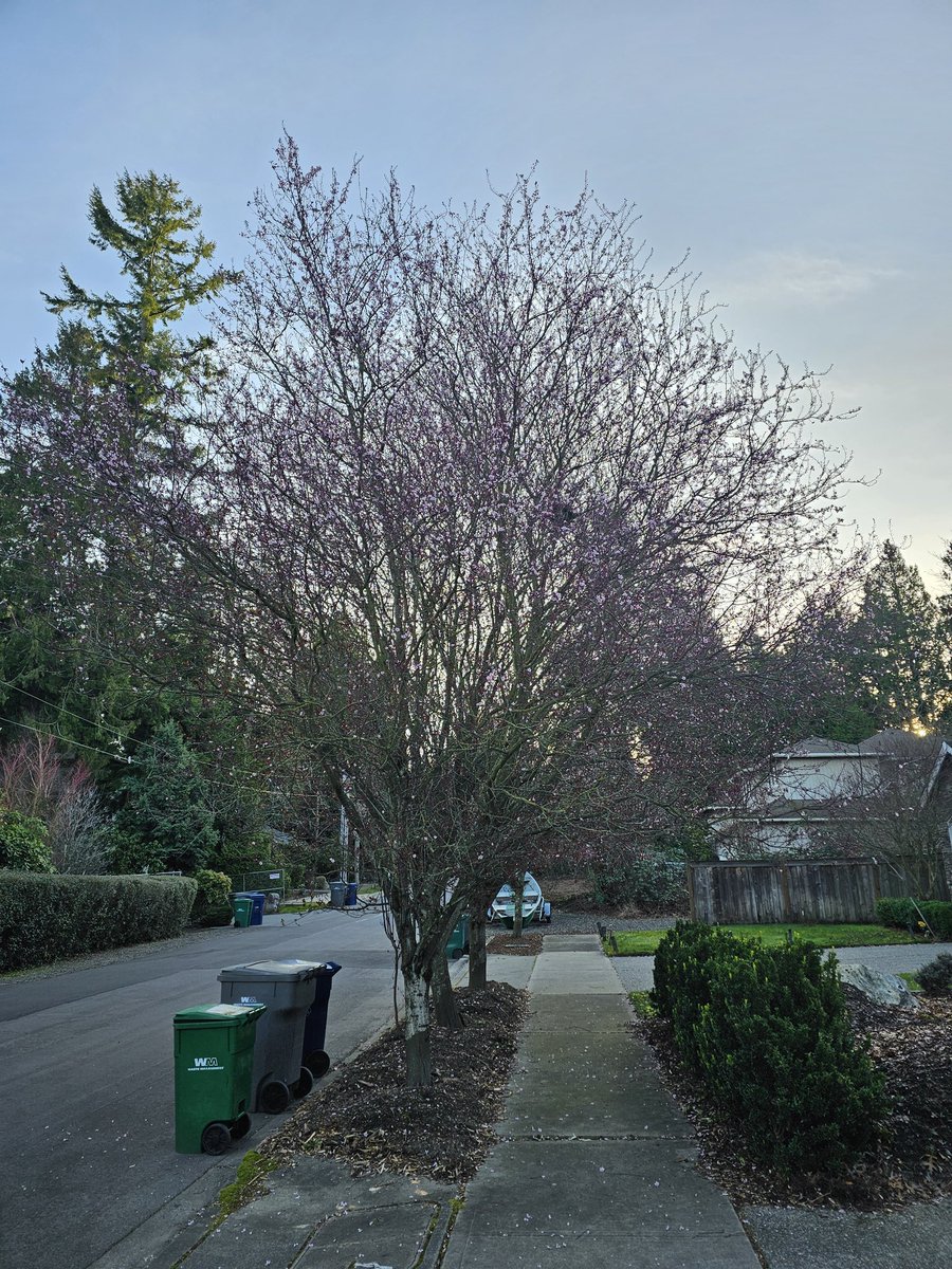 It's still February and trees are already blooming... #wawx