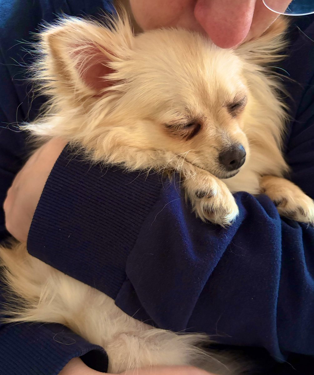SenseiOfSarcasm's tweet photo. Half the planet can be upset and whine about everything all day, I will be over here getting Phoebe cuddles and pretending everything is fine. 🥰🥰🥰 https://t.co/jNEEkW605G