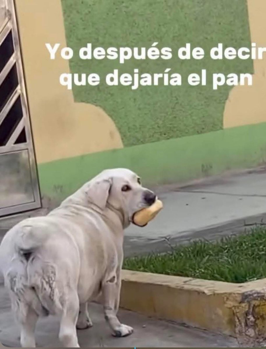 Dilo con perritos (@diloconperritos) on Twitter photo 