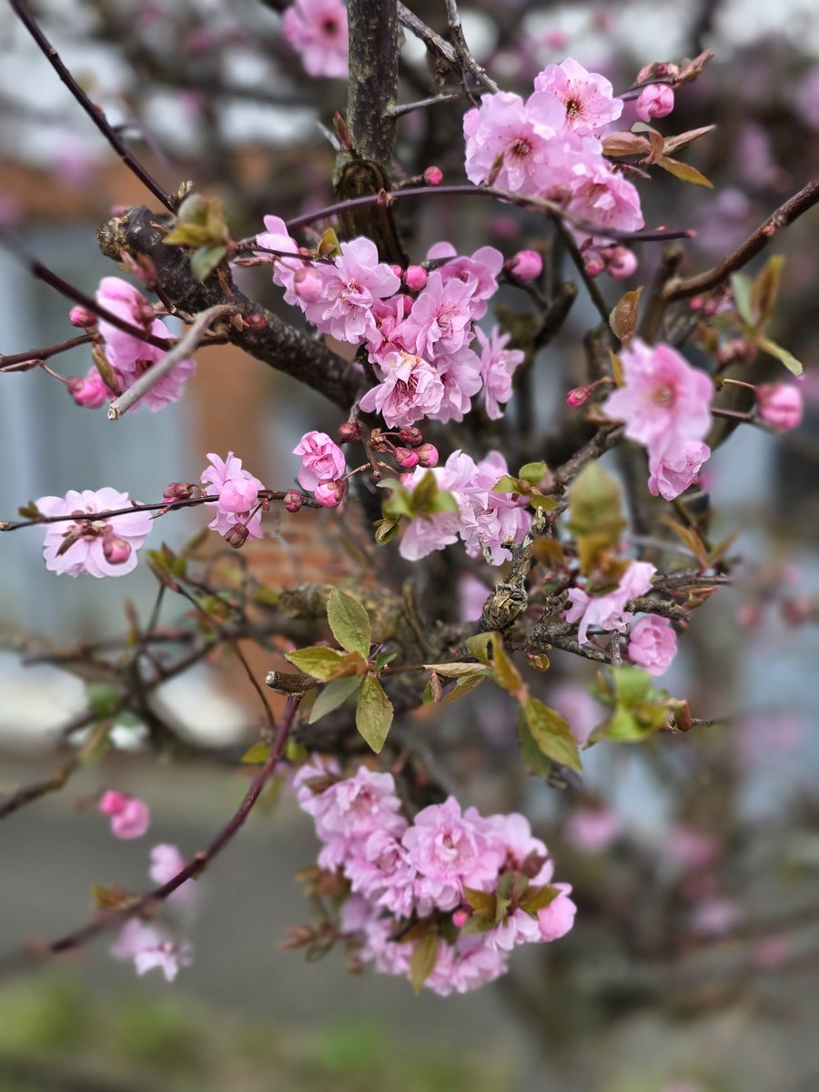 Monica Mathias tweet media