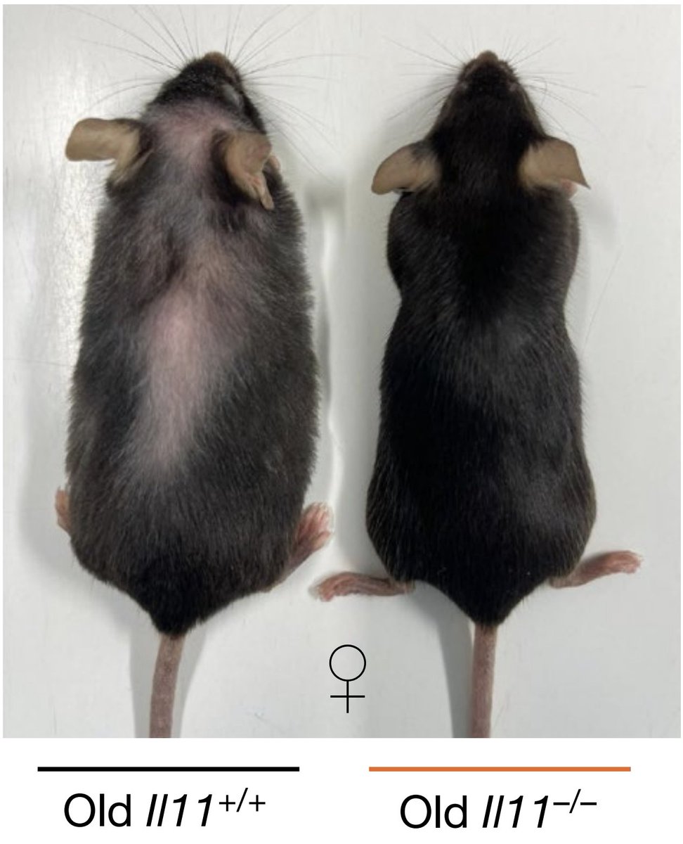 Samuel Hume tweet media