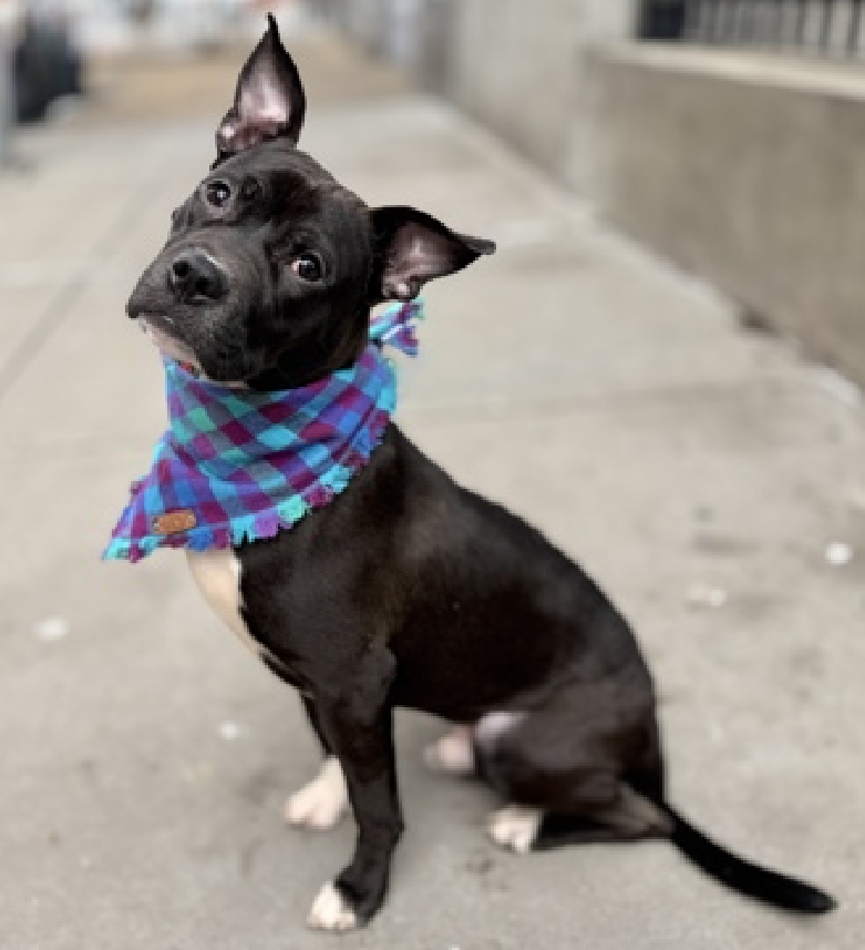 NMBewitched's tweet image. #SundayFunday #Puppies addition 

Sir Moose😍🚑
nycacc.app/#/browse/247633 
#AdoptMe #FosterMe 
#Pledge4Rescue 

Sir Moose 
10 mos old
Is there anything he does not love? 
They haven't found it yet 

🚑He has intermittent lameness in his hind legs