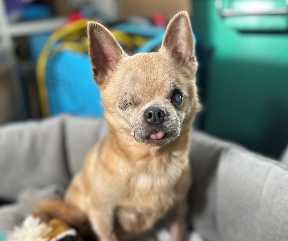 Someone gave up on elderly Fig. 

Vulnerable, elderly and blind, poor Fig was abandoned to the streets like she was nothing. It’s one thing to go through that, but to go through it in total darkness, seems unthinkable.