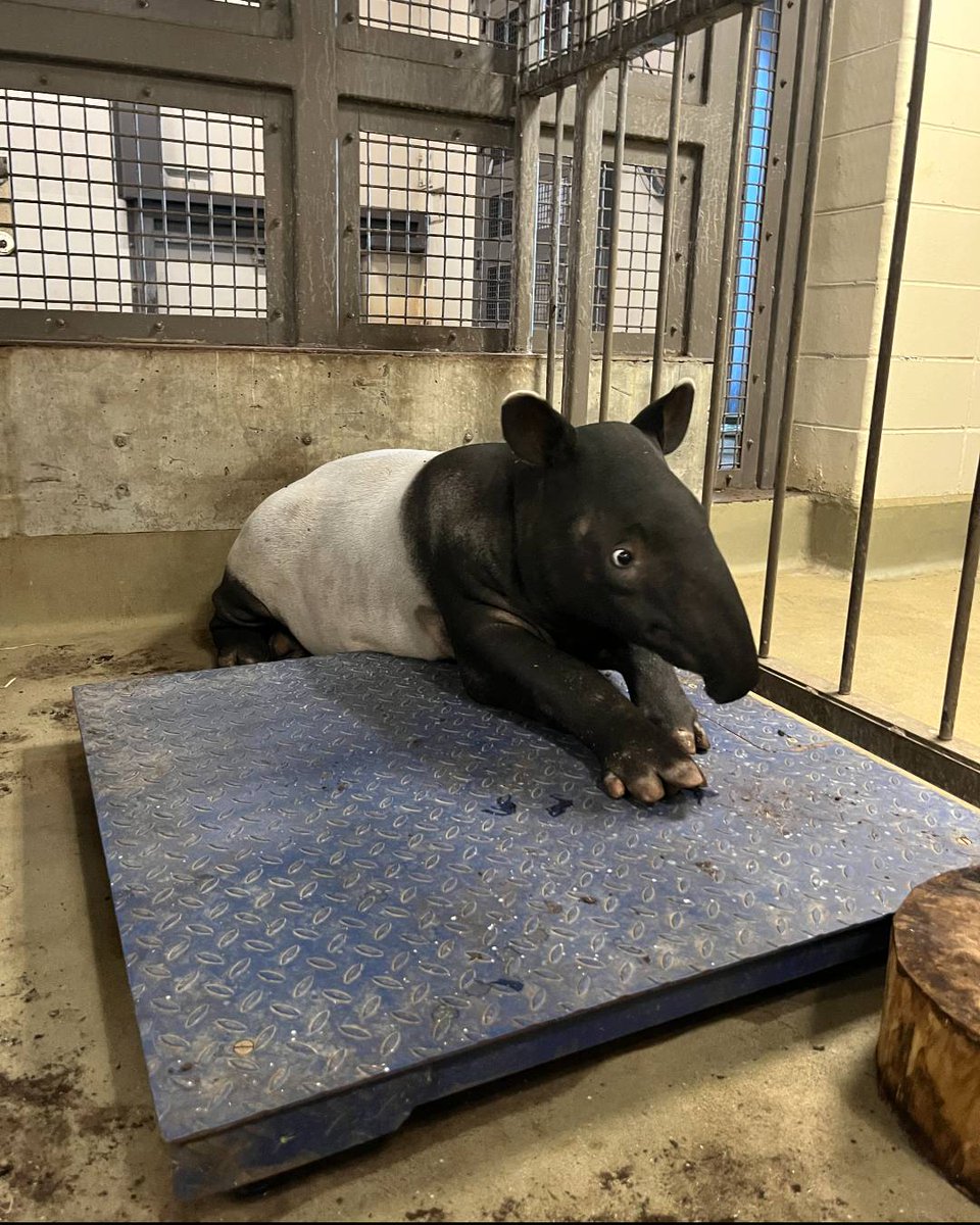 Calgary Zoo tweet media