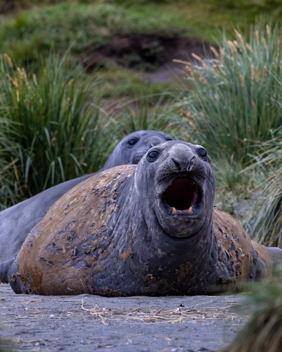 Quark Expeditions tweet media