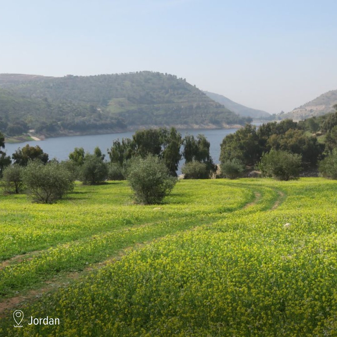 Think Strawberries tweet media