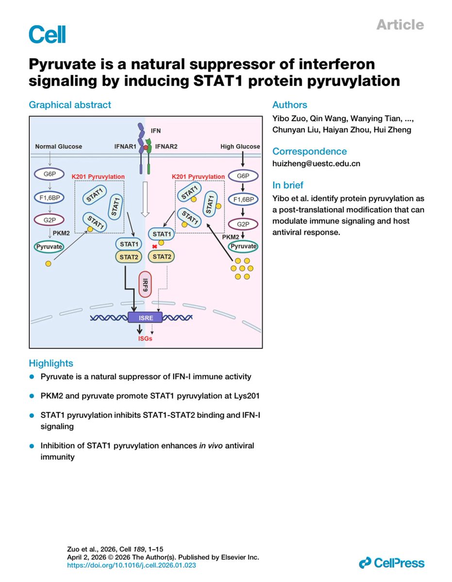 Pyruvate is a natural suppressor of interferon signaling by inducing STAT1 protein pyruvylation