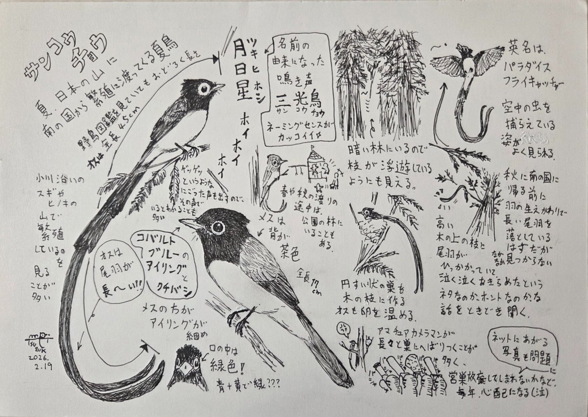 サンコウチョウ 2026.2吉祥寺の作品展の作品解説用