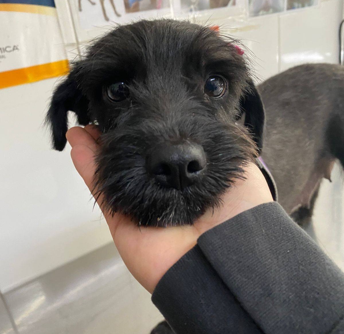 eltuitdemarsh's tweet photo. Violeta, de un año y medio, en adopción responsable. Se encuentra esterilizada, vacunada y desparasitada. Es muy dócil, tierna y se lleva bien con todas las especies. Se entrega a domicilio dentro de la RM. Si deseas adoptarla, comunícate al +56976880165. Favor RT!
#Quilicura https://t.co/ggyVLYkq3y