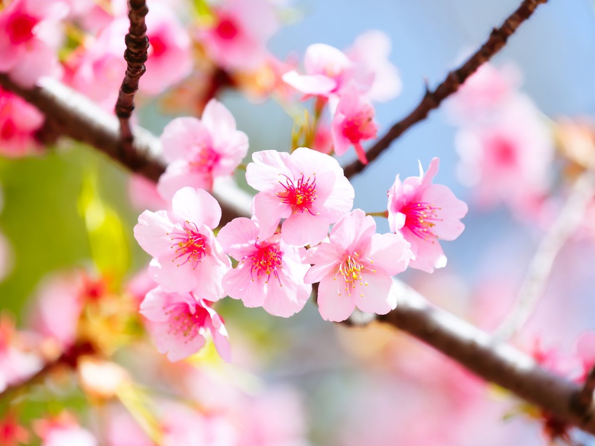 Anri Shibata tweet media