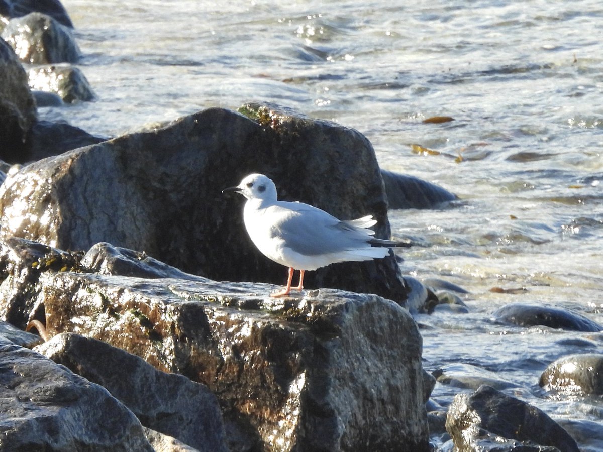 TheBarraDood's tweet photo. I came out of a manual handling training course this lunchtime, (a fabulous way to spend any morning) to news of an adult Bonaparte’s Gull. I managed to catch up with it on Cleat beach and just before a Buzzard flushed it and it flew towards the centre of the island https://t.co/xpfMbuRdkU