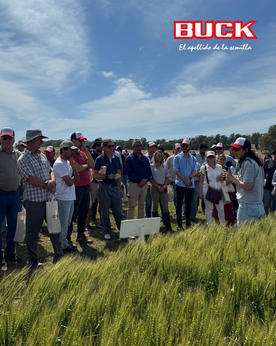 Buck Semillas tweet media