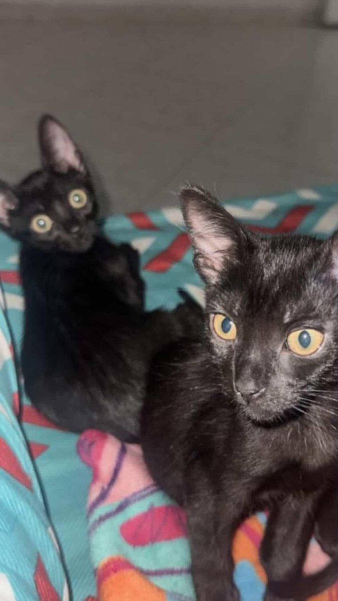 ForeverTima28's tweet photo. @EmilySm43 The cat with the big round eyes is batmam https://t.co/O5t0Zx2PAe