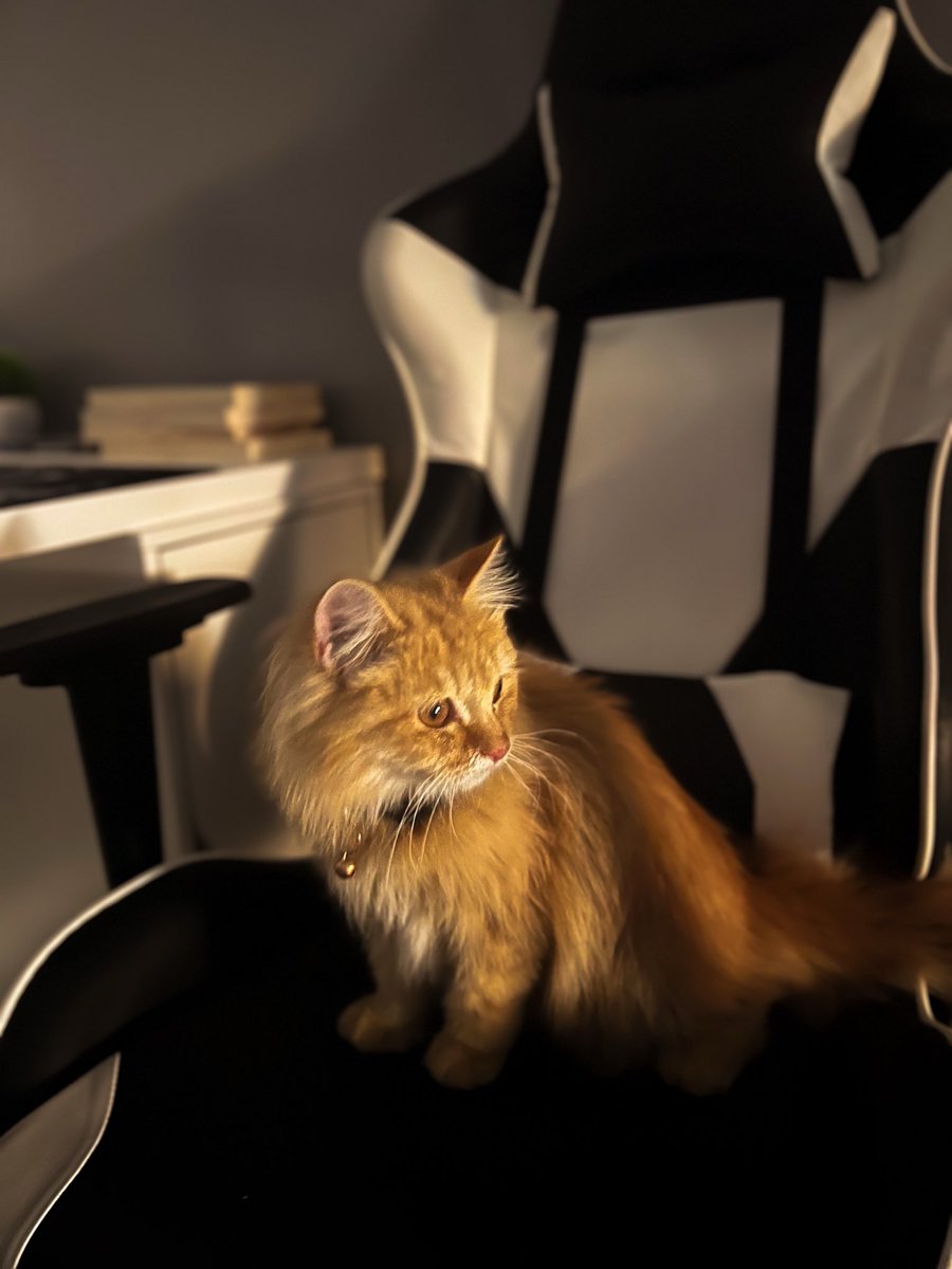 أ.حَمزة تقريبًا tweet media