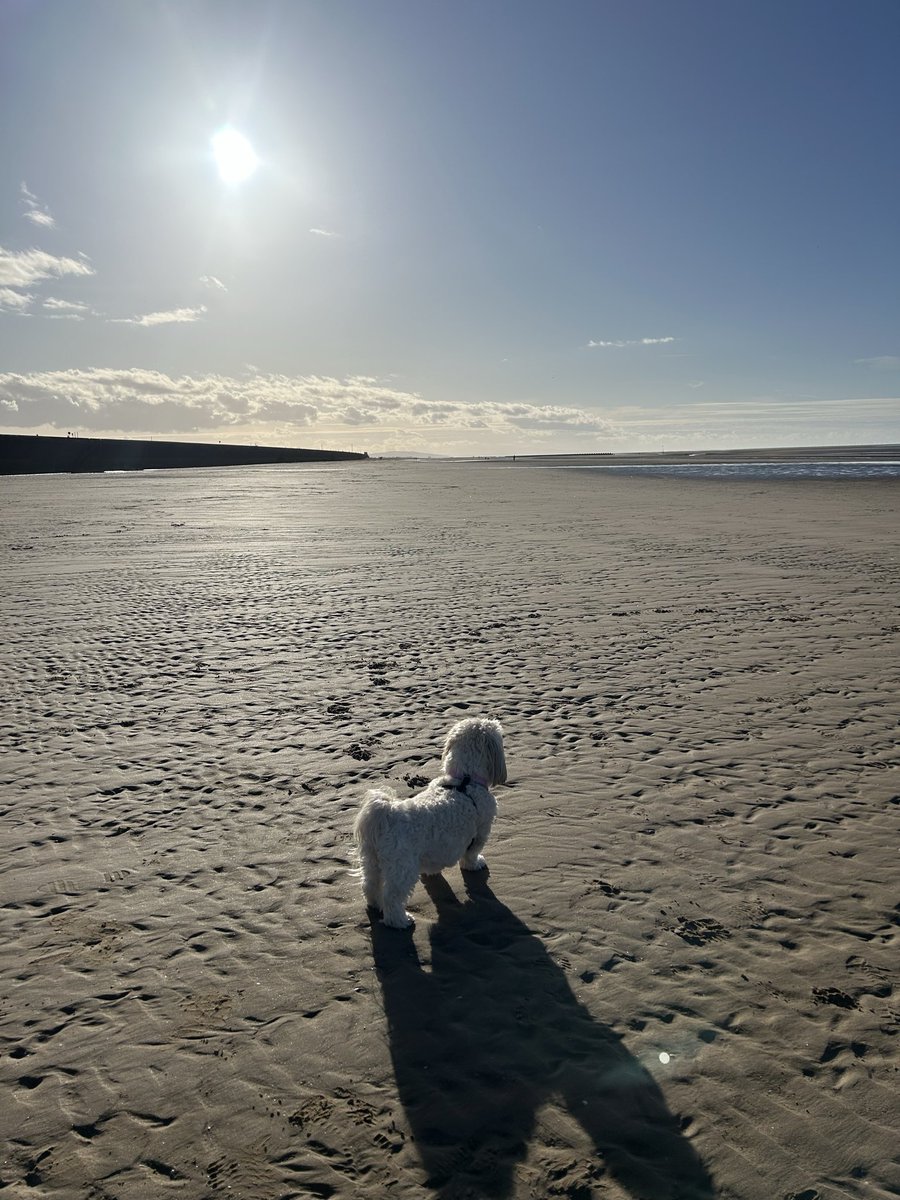 CalledBetty's tweet photo. I’m back at my beach with the dads. The best feeling in a Lhasa world 🐾 https://t.co/353CabTmzz