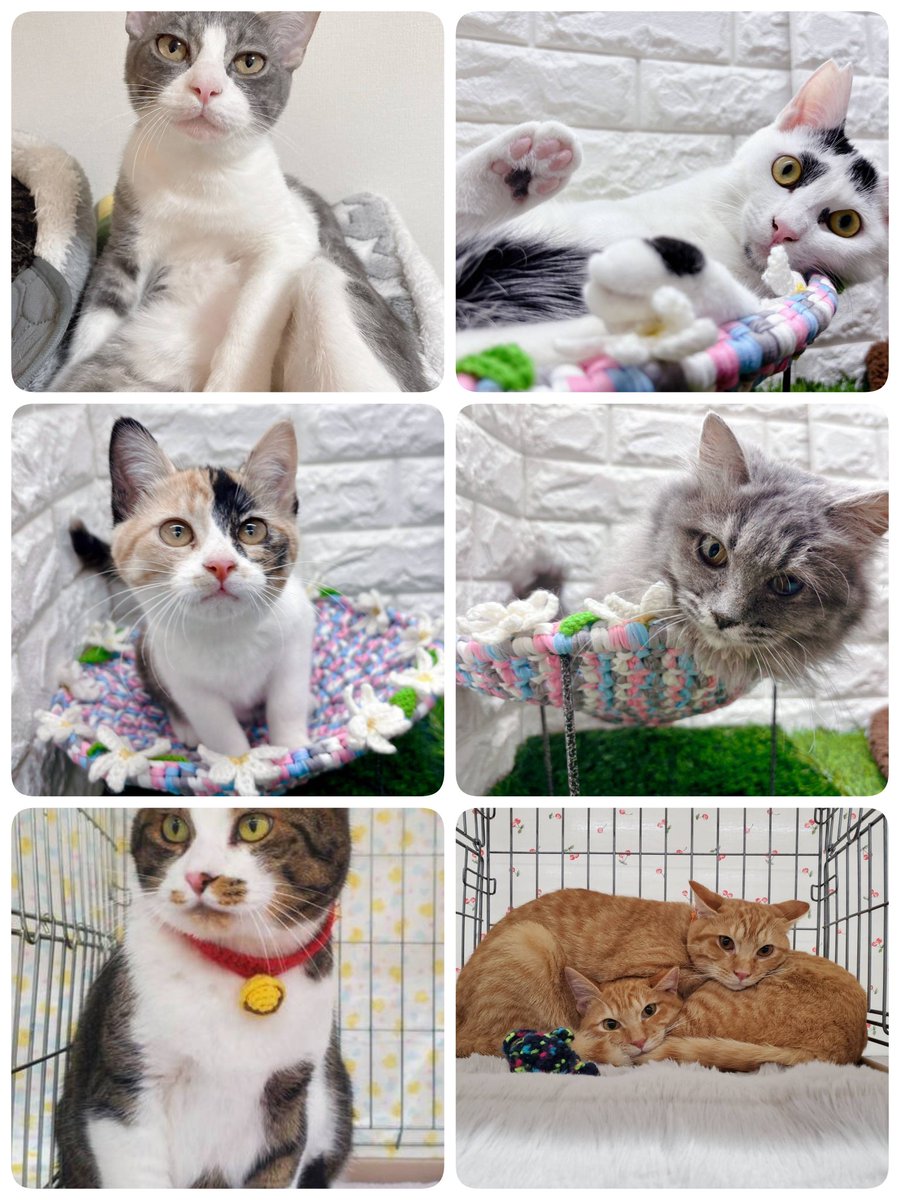 neko3mais's tweet photo. 【本日開催🐾ねこざんまい譲渡会】
1月ぶりの譲渡会。
参加予定の約40匹の保護猫たちは、長い保護生活を走り抜けてきました。
今日こそ“保護猫としてのゴールテープ”を切り、“家族猫としてのスタートライン”に立てますように✨みんな会いに来てね！！
#ねこざんまい #保護猫譲渡会　#東日本橋 https://t.co/TRA9vUF8OU