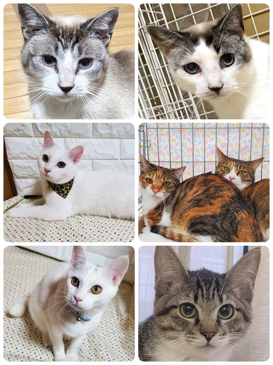 neko3mais's tweet photo. 【本日開催🐾ねこざんまい譲渡会】
1月ぶりの譲渡会。
参加予定の約40匹の保護猫たちは、長い保護生活を走り抜けてきました。
今日こそ“保護猫としてのゴールテープ”を切り、“家族猫としてのスタートライン”に立てますように✨みんな会いに来てね！！
#ねこざんまい #保護猫譲渡会　#東日本橋 https://t.co/TRA9vUF8OU