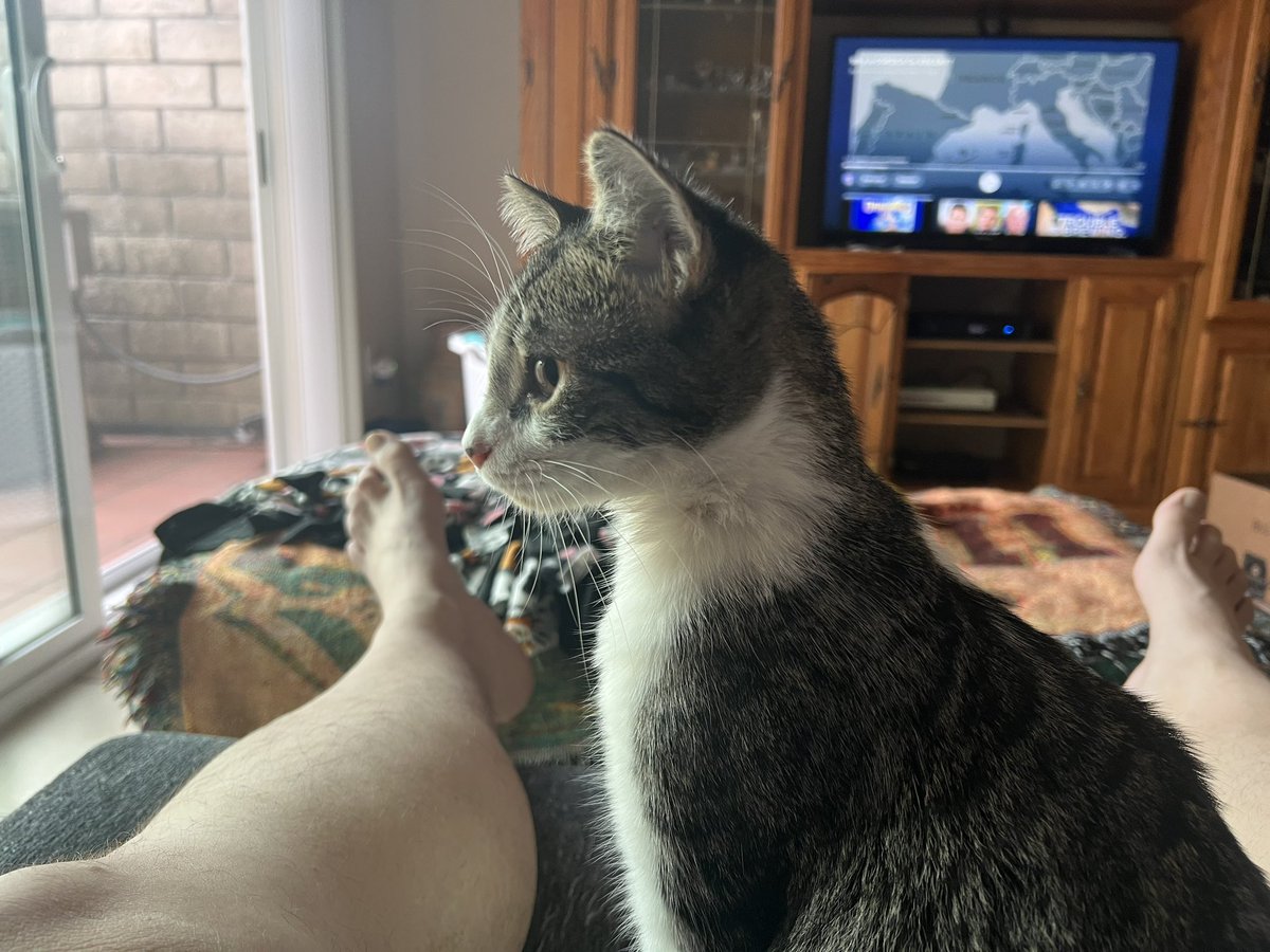 ballothecat's tweet image. Any time now I am keeping lookout #tinyhumans #stickyhands