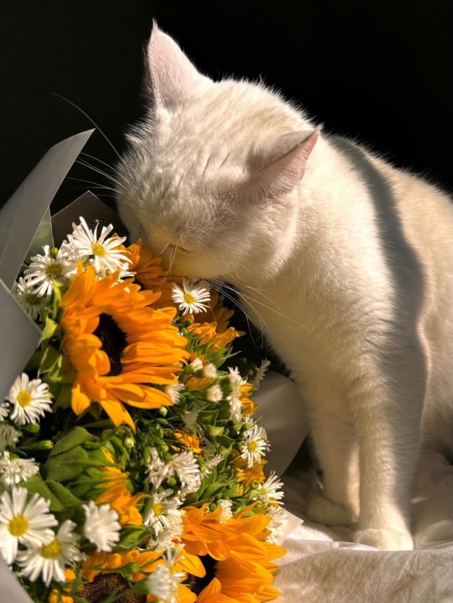 blossom. tweet media