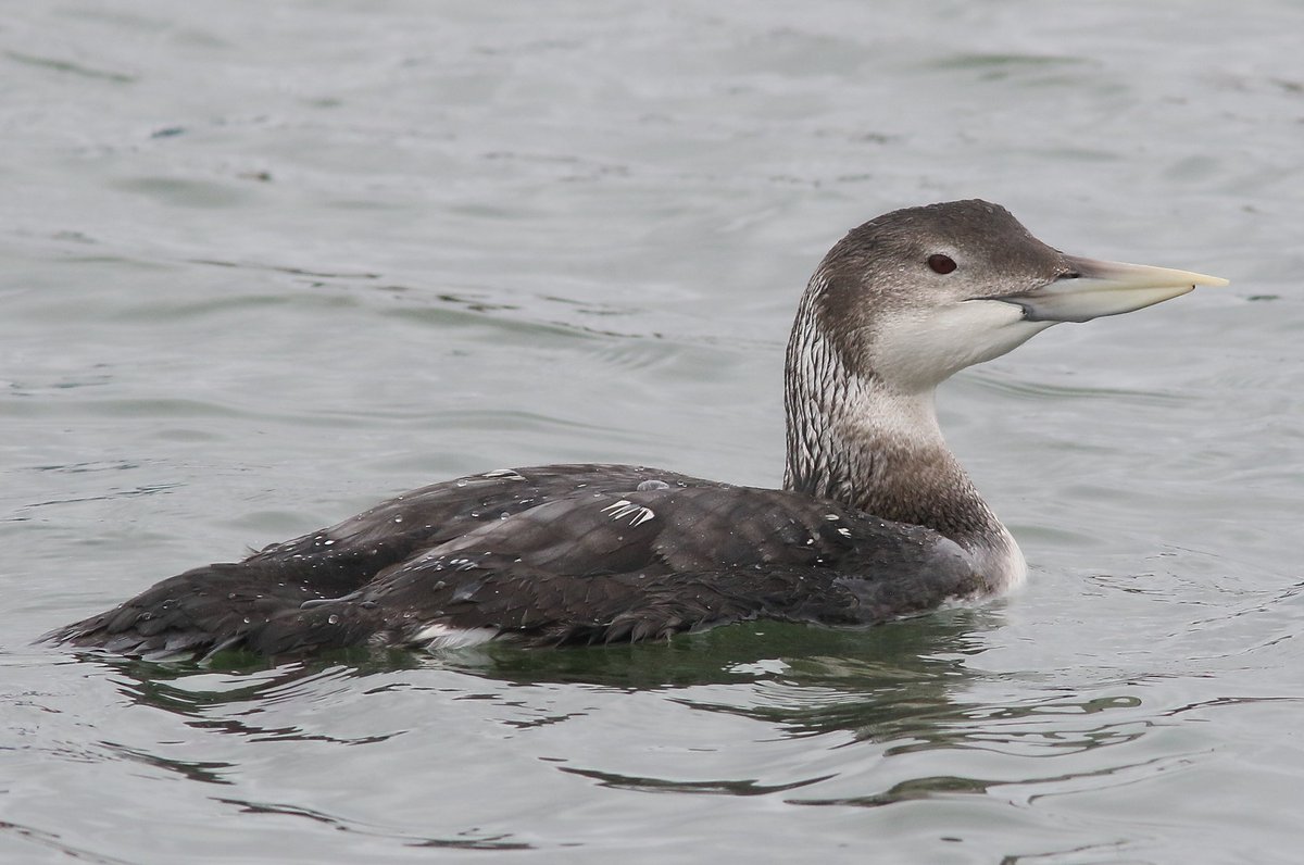 David dack tweet media