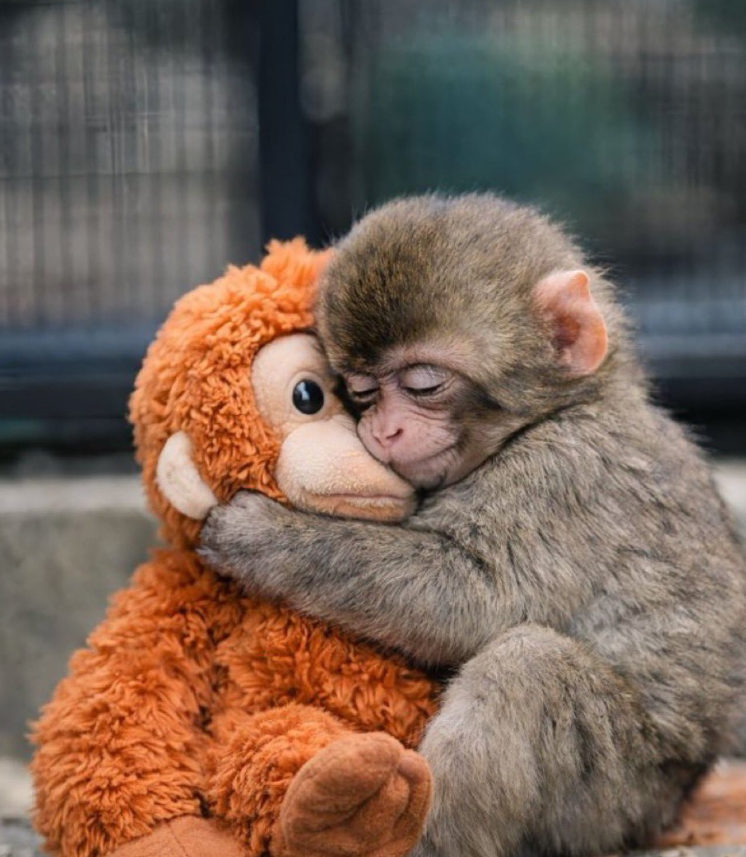 Best in Dogs tweet media