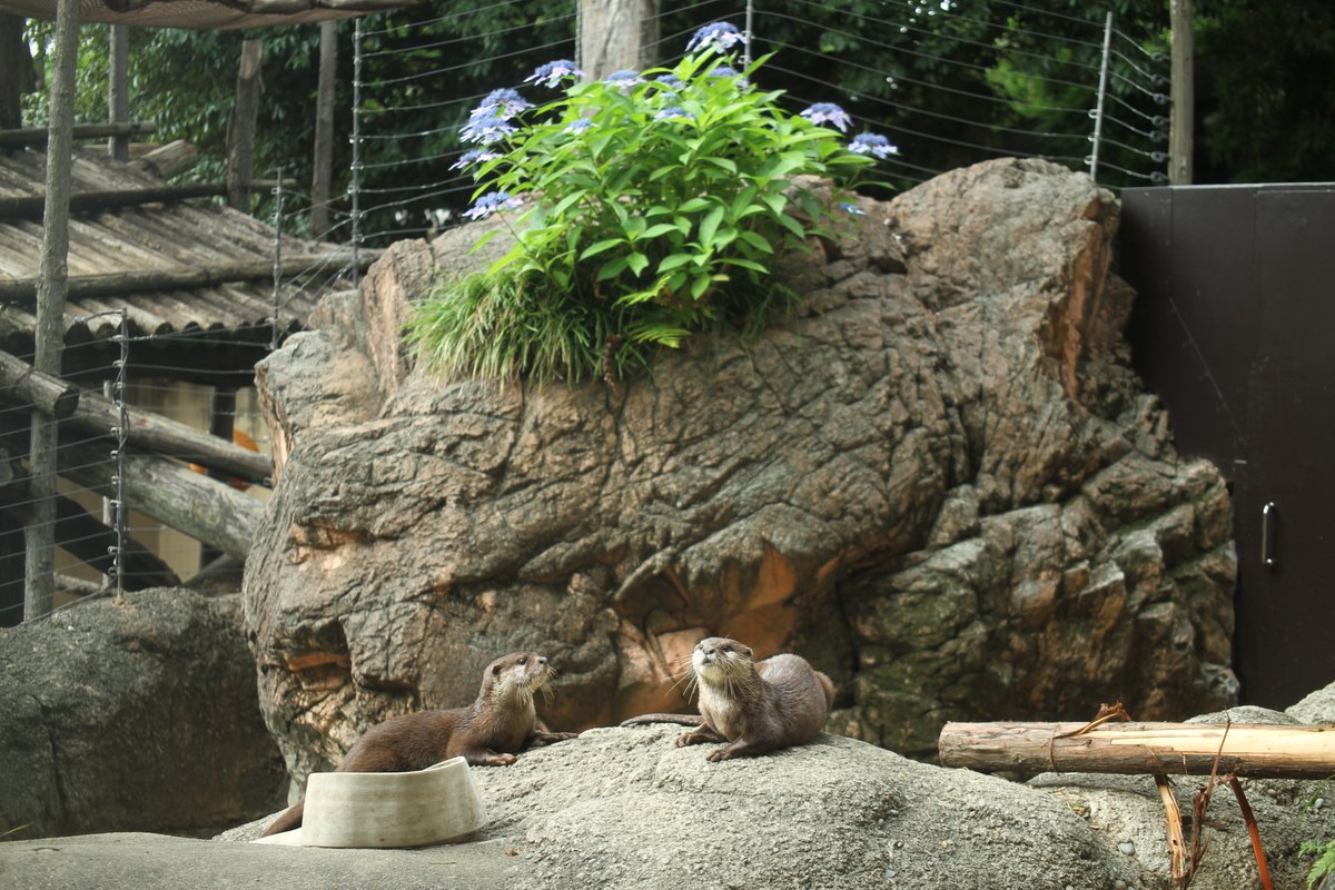 チャチャちゃん…で合っているかな #つイタチだしイタチの画像あげてい