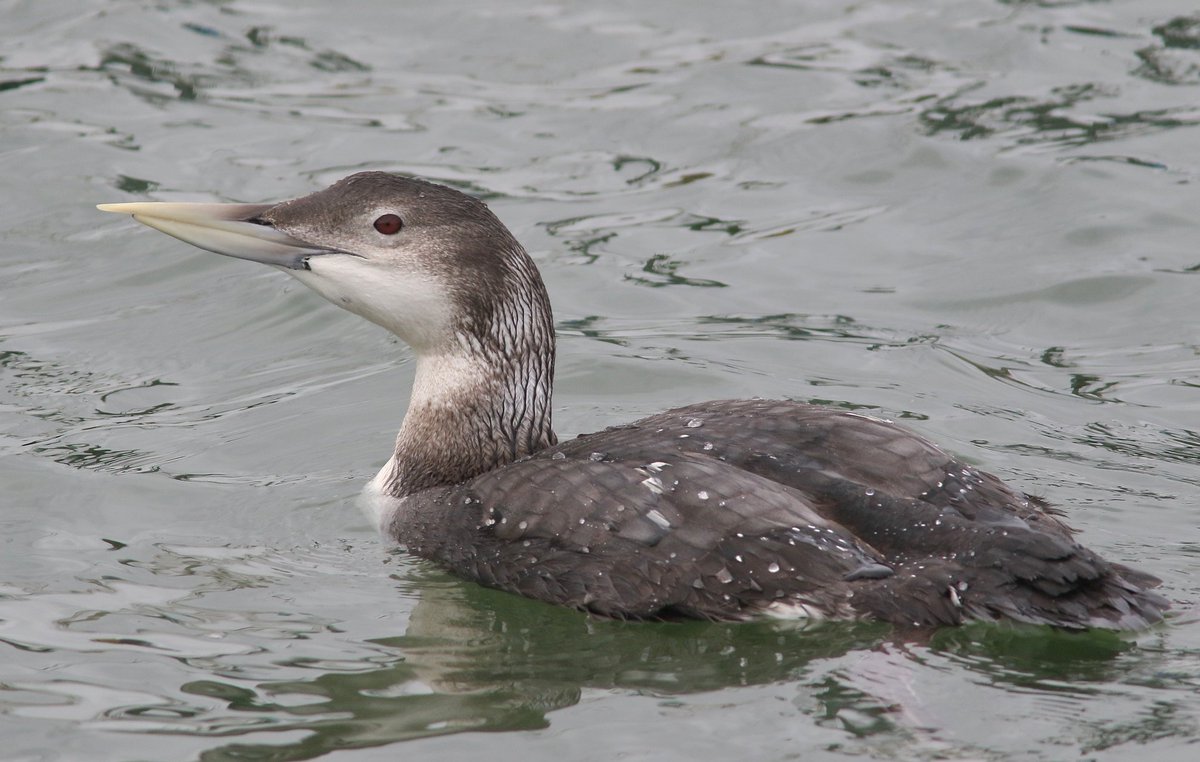 David dack tweet media