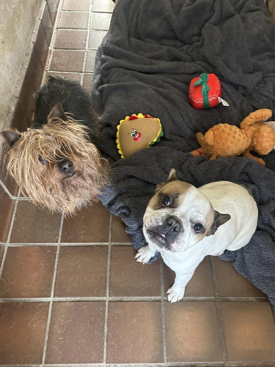 Animal Adoptions UK 🐕‍🦺🐈🐎❤️ tweet media