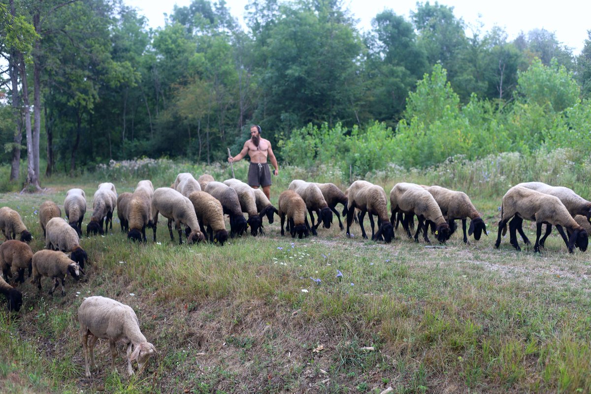 King of the Marsh tweet media