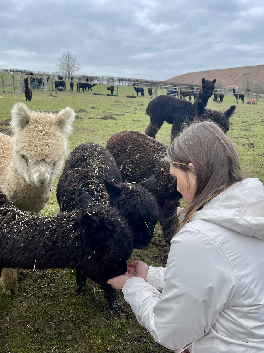 Priceless moments for our visitors and our little ones are learning too 🥰 calm and confident alpacas 👏🏻