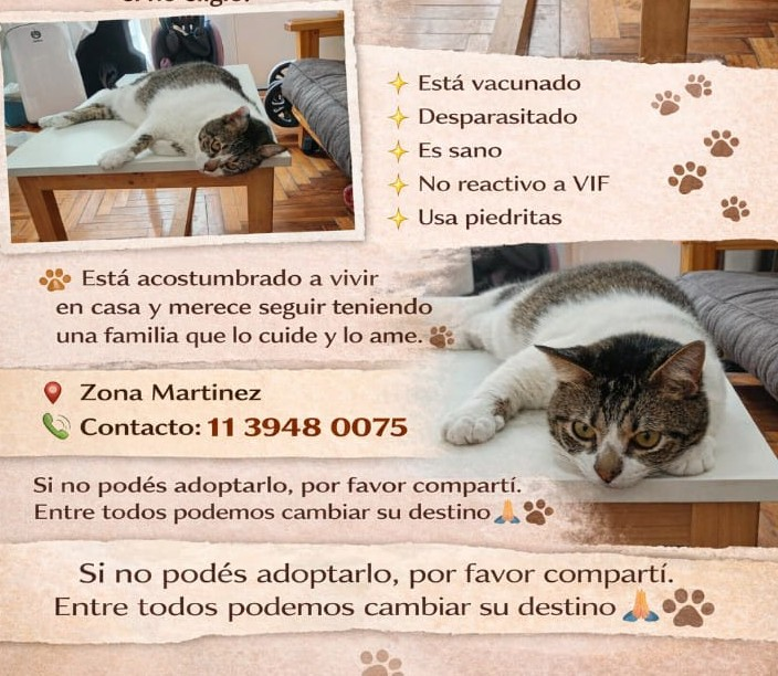 GATITO EN ADOPCION EN MARTINEZ
Él vivía con otro gatito y se enfermaban los dos en la convivencia, tuvieron que separarlos. Ahora buscan hogar para él, que es buenísimo, está castrado.
Contacto en la foto.
#GatitosenadopciondefansZONANORTE