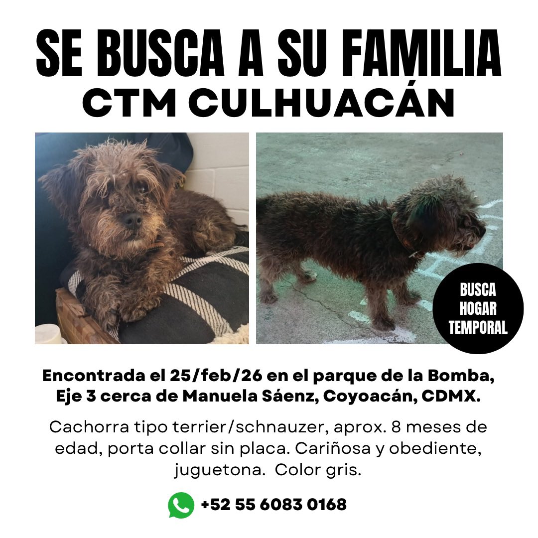 Mascotas Coyoacán 🐾 tweet media