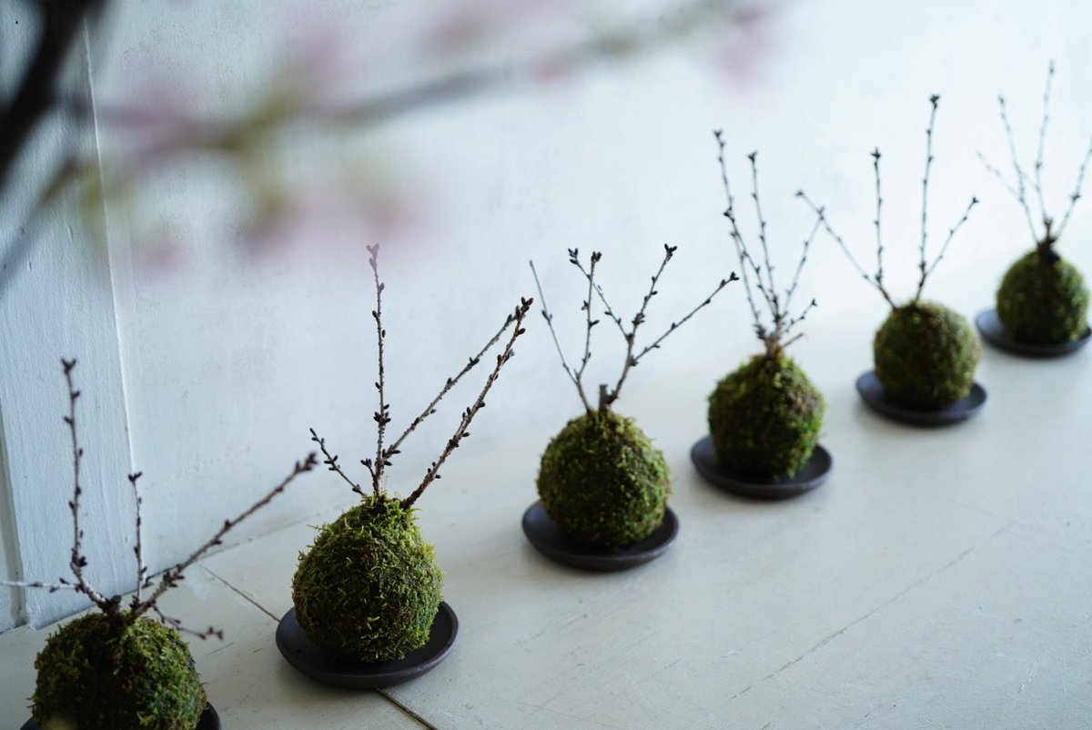 chika_bodymake's tweet photo. とんでもなく良い教室を見つけてしまった。
桜の苔玉レッスンと和菓子も作らせていた
場所も南青山で静かなポカポカ日当たりの良いお教室

丁寧な時間を過ごさせてもらえ
新しい価値観を学ぶ
自分の欲しかった落ち着くひととき。

tamotamoさんありがとうございました🌸

#自分なりの丁寧な暮らし https://t.co/RVlw7eSiFW