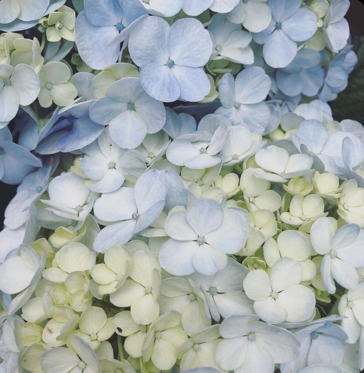 Elle Lookbook (@evalovesdesign) on Twitter photo 