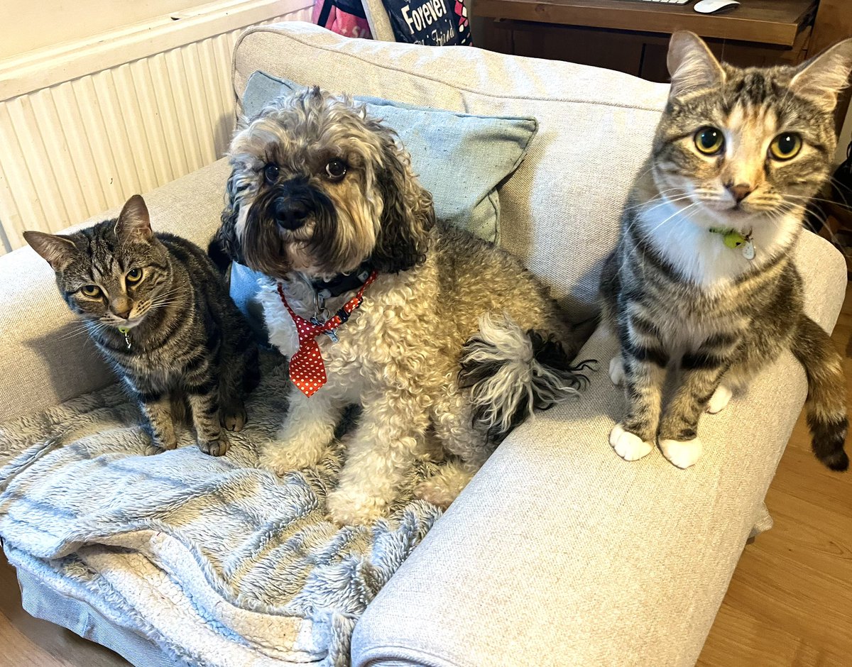Friends! Here’s Percy, Baby Dog and Cleo trying out the New Armchair for size. It’s big enough to share, which is good, and it’s raining outside, so a Saturday Afternoon in front of the tele is called for ❤️ #catsanddogs