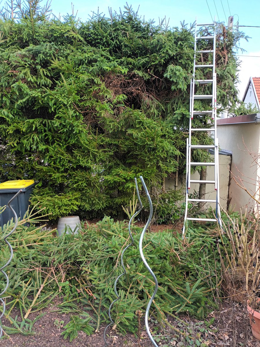 kristallnaach's tweet photo. "#Friseur" war da..aufräumen später
Erstmal🌲#Baumschnitt #Gärtchen26🌳 https://t.co/PKsxvXMyOg