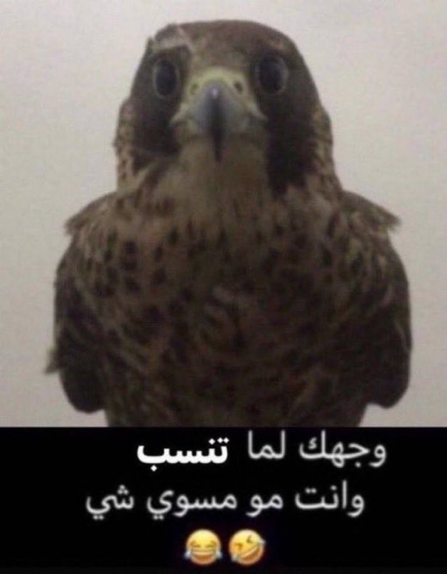 فـۣاۜرۣوۜق ✍🏼 tweet media