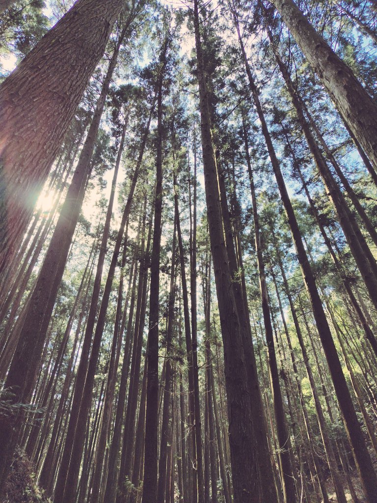 ub_hitohako's tweet photo. 天竜の山で道を塞いでいる落石をどかしたり沢で手を洗いながら鳥のさえずりを聴いたりして「朝から優雅に森林浴」なんて思っていたら花粉浴でした https://t.co/6eilQobflv