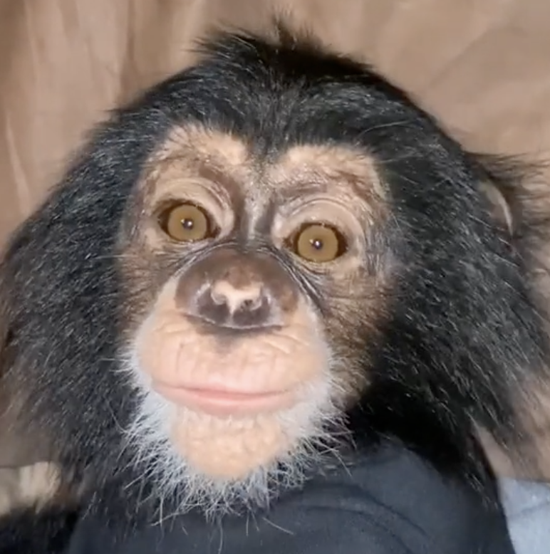 🎒 base.eth 🐐 🍳 .ink tweet media