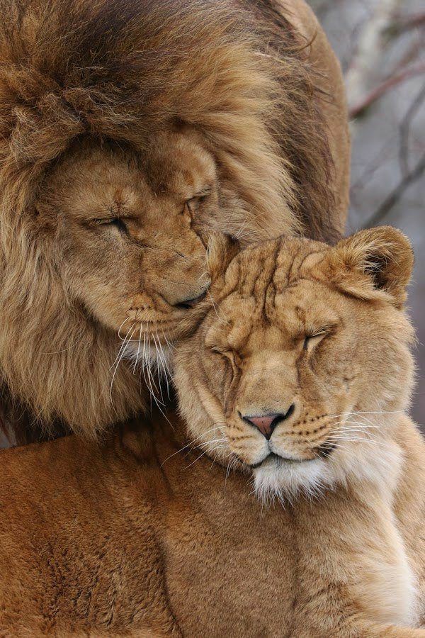 ANIMALIA tweet media