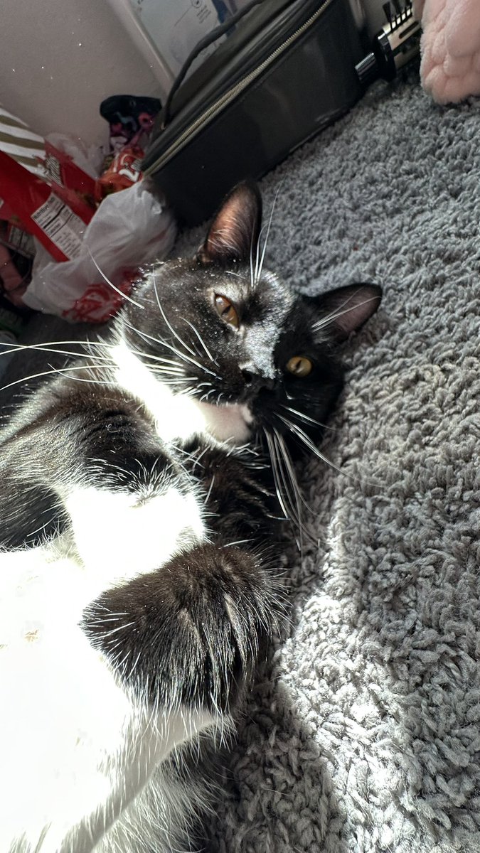 Genderbend Juno tweet media