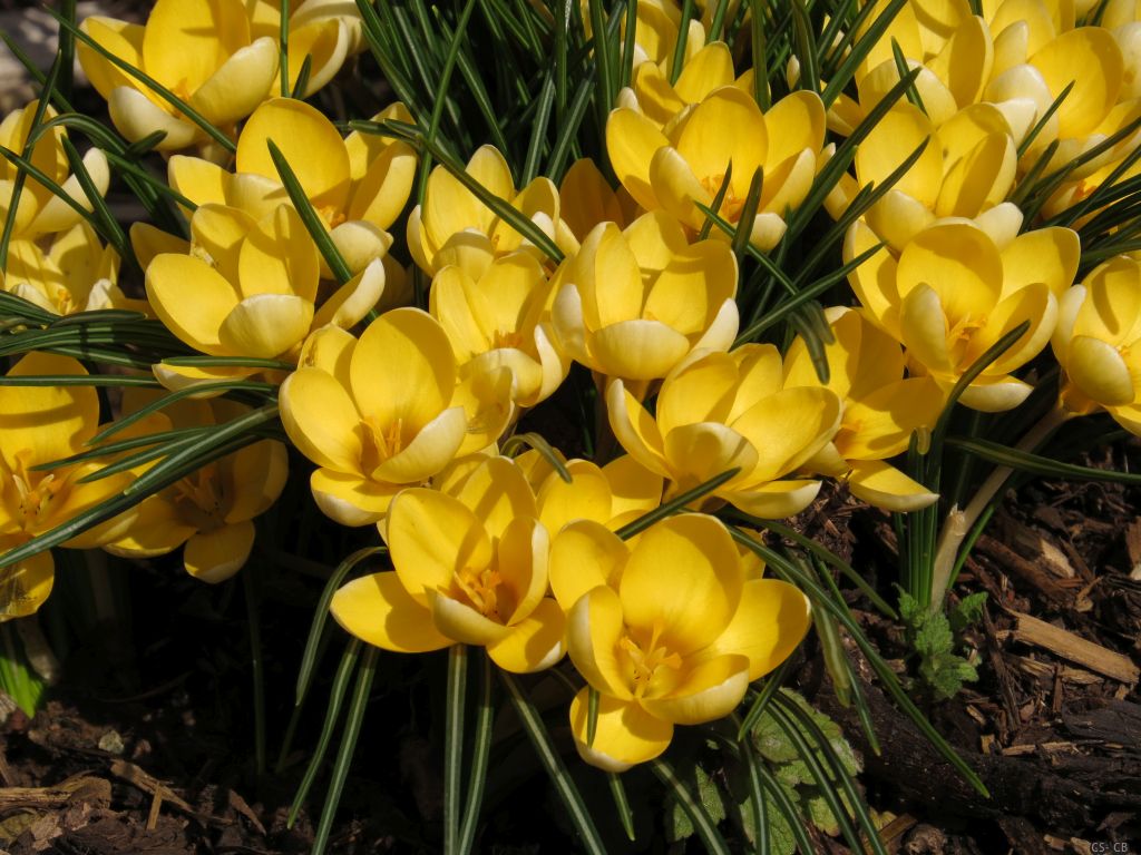 beingmyself_25's tweet photo. Der Kleine Winterling, dessen honigduftende Goldschalen sich schon in den ersten Sonnenstrahlen wärmen, gehört zu den allerersten Frühlingsboten. Wer an ihm riechen will, muss allerdings auf die Knie gehen.
#Winterling #EranthisHyemalis #Frühlingsbote #LDK #27Febr26 https://t.co/6YEIuXRrOK