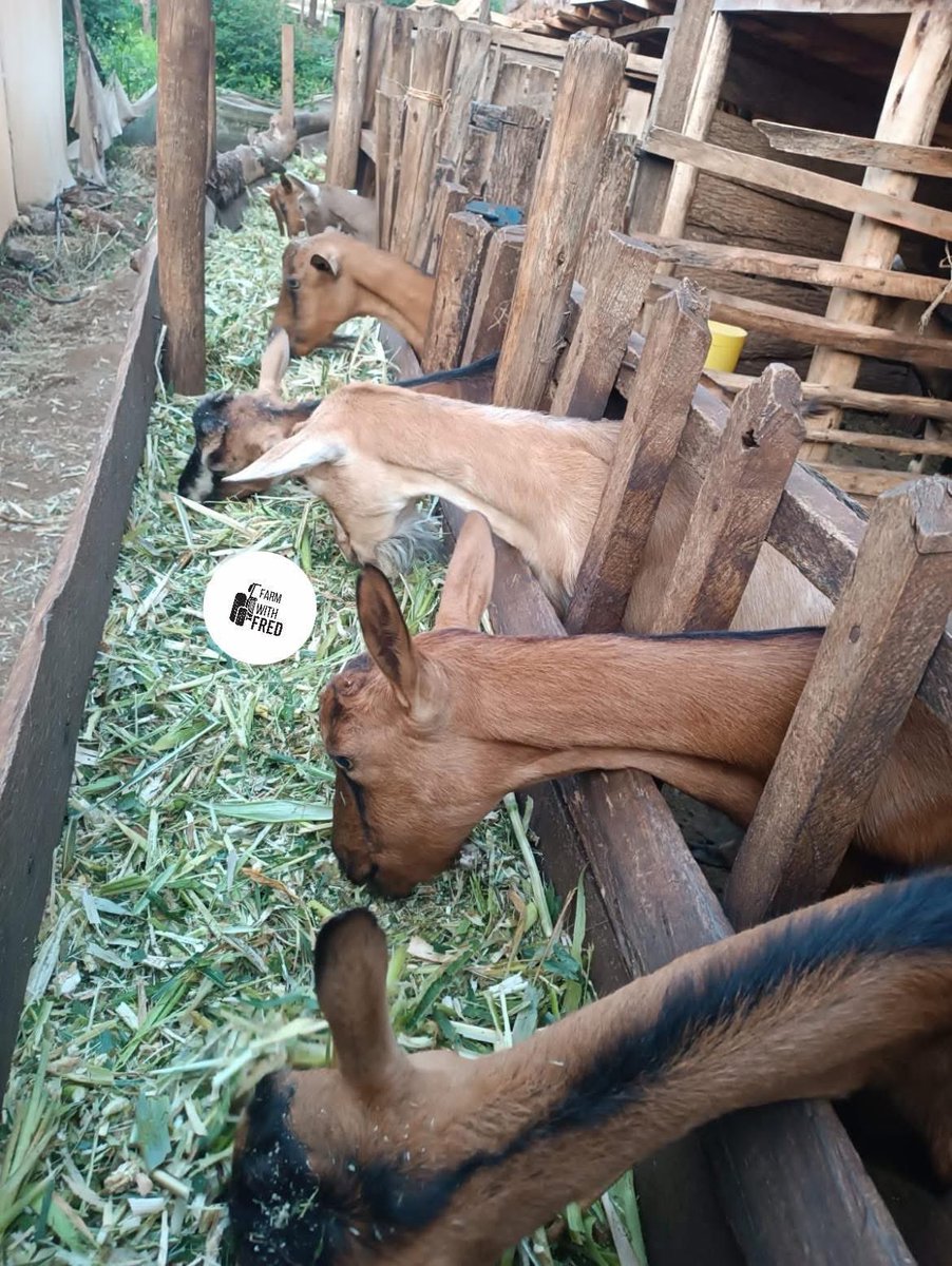 These are twinning Alpine goat.

If you feed them well, you get rich milk and strong returns.

With good nutrition and proper management, they often give birth to twins. In some cases, they produce triplets or even quadruplets.

#LetsGrowTogether