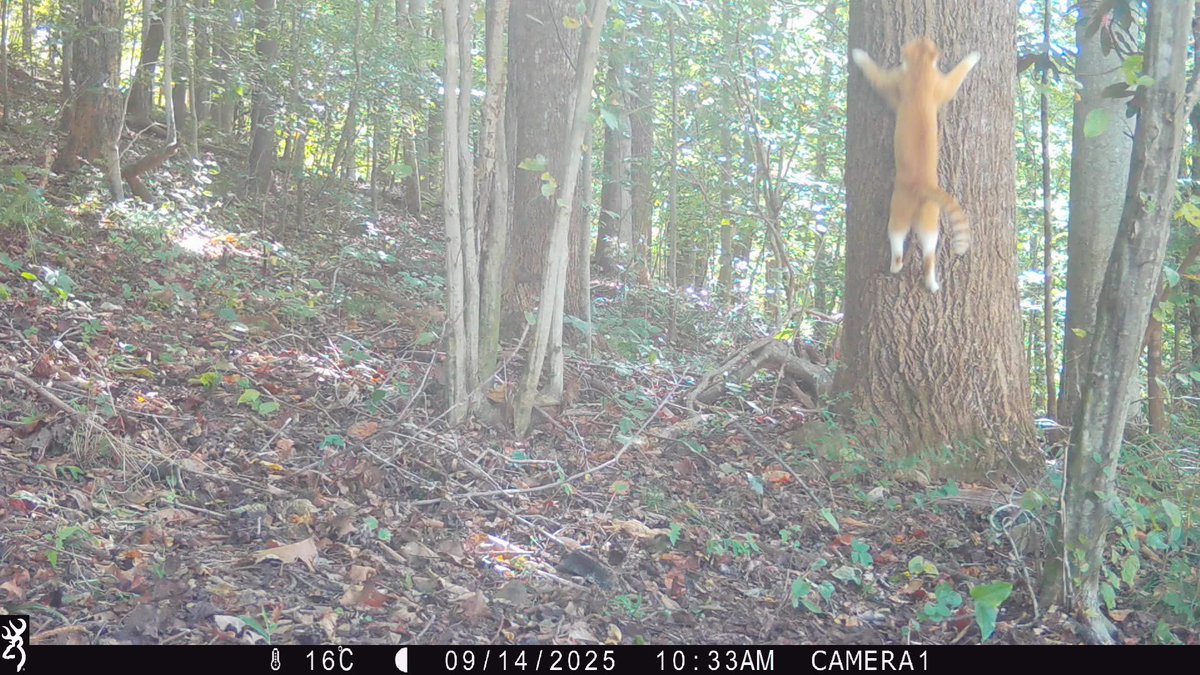 trailcam (@trail_cams) on Twitter photo 